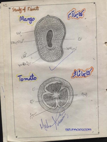 42 Mango and Tomato (Katta hua Aam aur Tamator).jpg